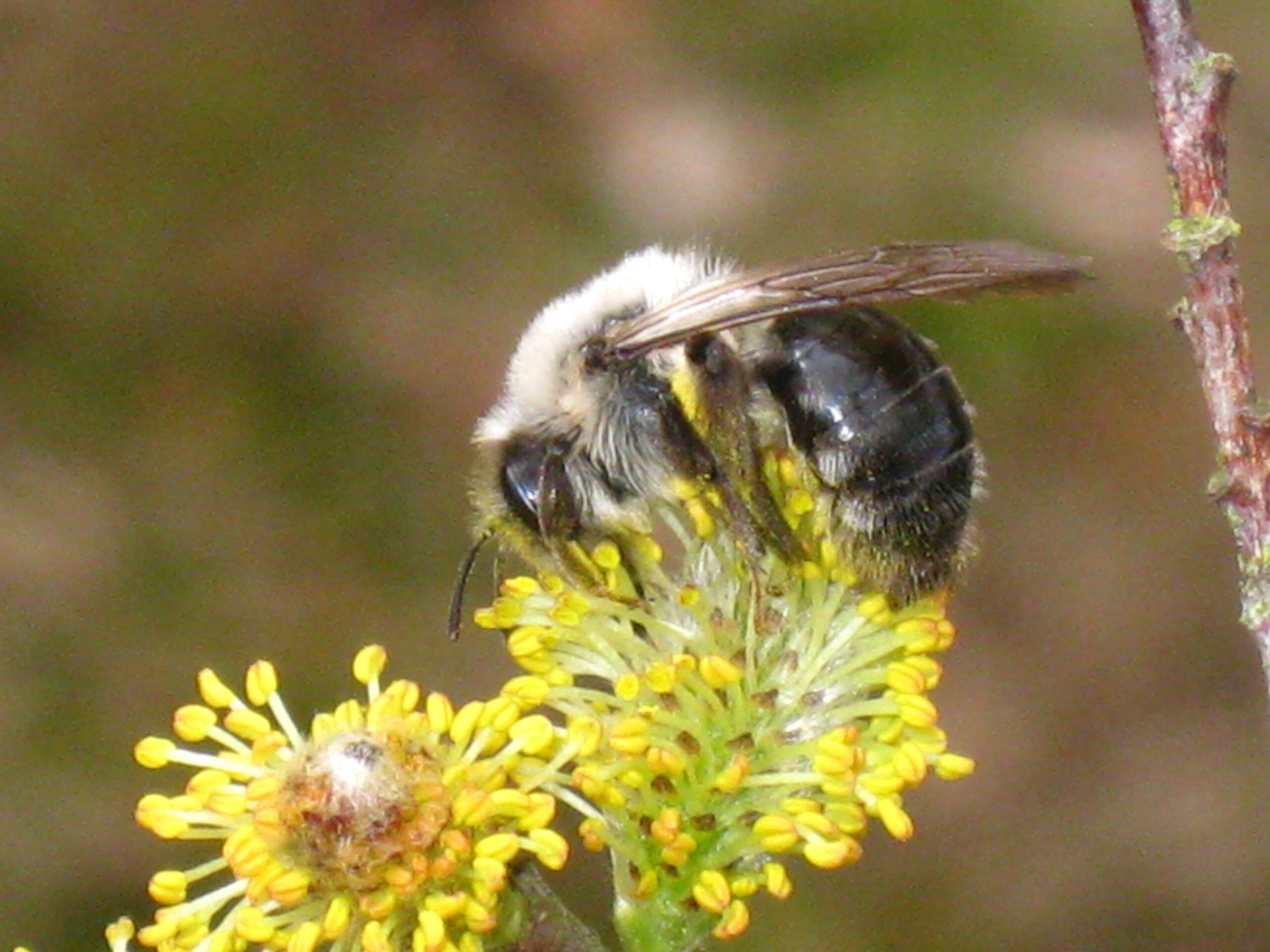GAL beantragt: Aktionsplan Bienenschutz für Lübeck